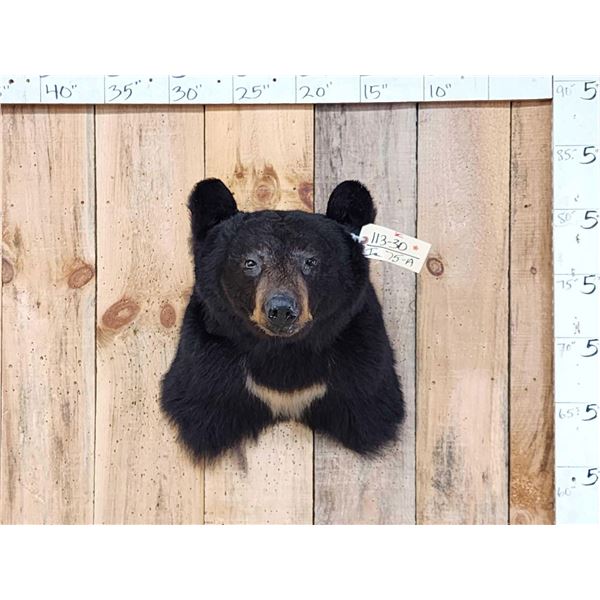 Black Bear Shoulder Mount Taxidermy