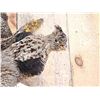 Image 3 : Ruffed Grouse In Flight Bird Taxidermy