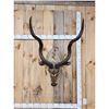 Image 1 : African Kudu Shoulder Mount Taxidermy