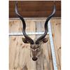 Image 2 : African Kudu Shoulder Mount Taxidermy