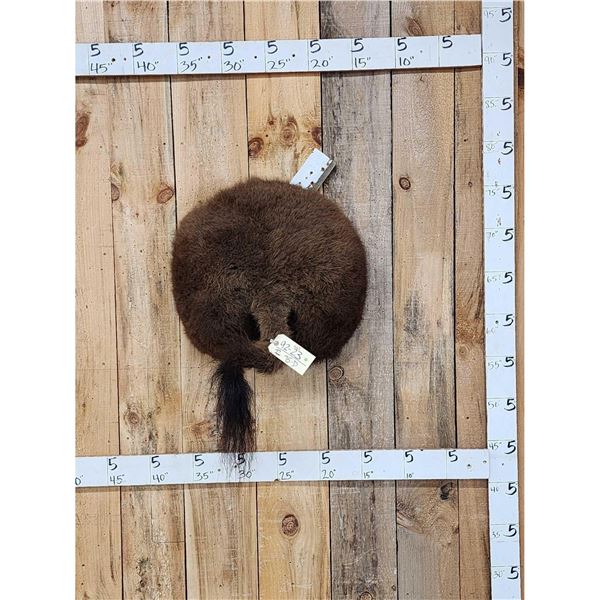 Taxidermy American Bison Buffalo Rump