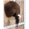 Image 2 : Taxidermy American Bison Buffalo Rump