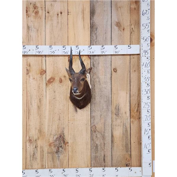 African Bush Buck Shoulder Mount Taxidermy