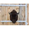 Image 1 : American Bison Buffalo Shoulder Mount Taxidermy