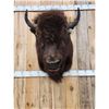 Image 2 : American Bison Buffalo Shoulder Mount Taxidermy
