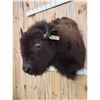 Image 3 : American Bison Buffalo Shoulder Mount Taxidermy