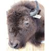 Image 4 : American Bison Buffalo Shoulder Mount Taxidermy