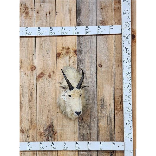 Vintage Mountain Goat Shoulder Mount Taxidermy
