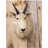 Image 2 : Vintage Mountain Goat Shoulder Mount Taxidermy