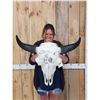 Image 1 : Scrimshawed American Bison Buffalo Skull Taxidermy