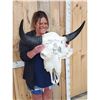 Image 2 : Scrimshawed American Bison Buffalo Skull Taxidermy
