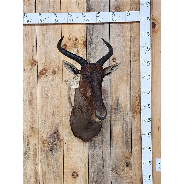 African Topi Shoulder Mount Taxidermy