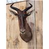 Image 3 : African Topi Shoulder Mount Taxidermy