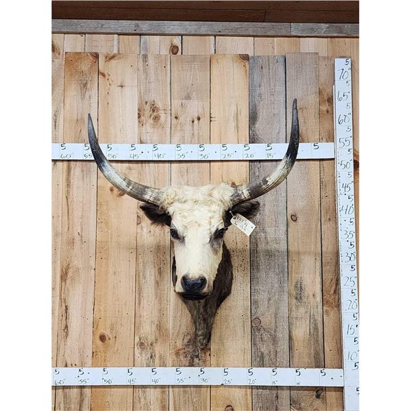 Longhorn Highlander Steer Cross Shoulder Mount Taxidermy