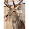 Image 4 : Sika Deer Shoulder Mount Taxidermy