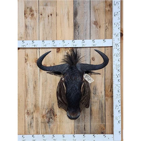 African Blue Wildebeest Shoulder Mount Taxidermy