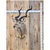 Image 1 : African Kudu Shoulder Mount Taxidermy