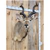 Image 2 : African Kudu Shoulder Mount Taxidermy