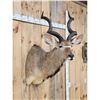 Image 3 : African Kudu Shoulder Mount Taxidermy