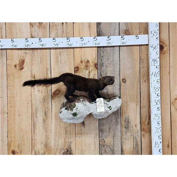 Fisher Cat Full Body Taxidermy Mount