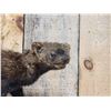 Image 3 : Fisher Cat Full Body Taxidermy Mount