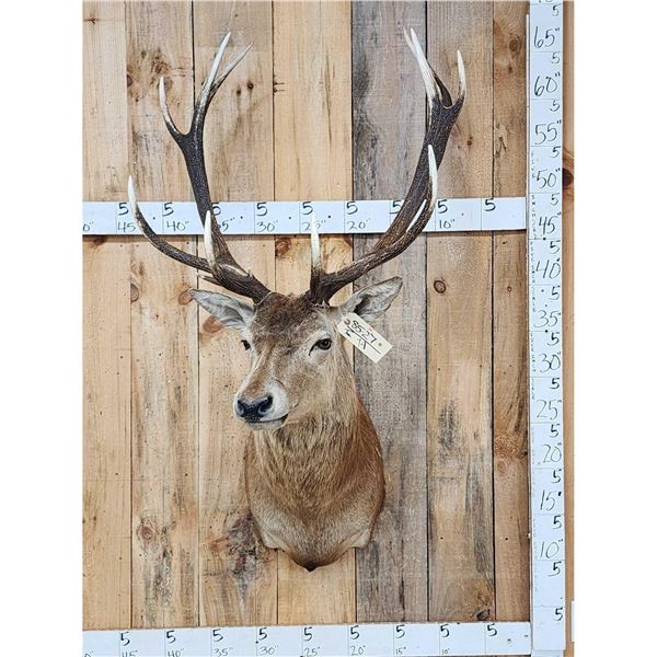 New Zealand Red Stag Shoulder Mount Taxidermy