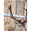 Image 5 : New Zealand Red Stag Shoulder Mount Taxidermy