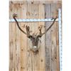 Image 1 : Caribou In Velvet Shoulder Mount Taxidermy
