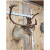 Image 4 : Caribou In Velvet Shoulder Mount Taxidermy