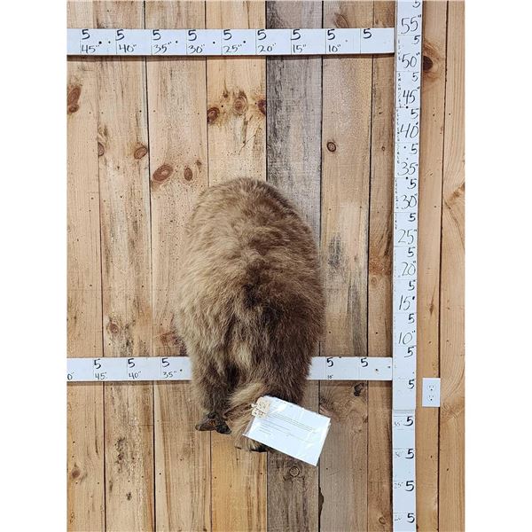 Russian Brown Bear Rump Taxidermy