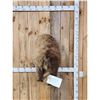 Image 1 : Russian Brown Bear Rump Taxidermy