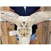 Image 6 : Big Ankole Watusi Bull Skull Taxidermy