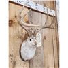 Image 2 : Boone & Crockett Jackalope Shoulder Mount Taxidermy