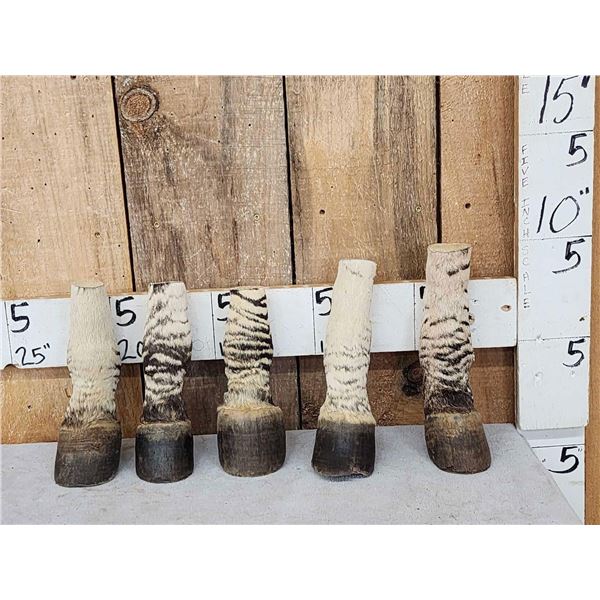 5 Taxidermy Zebra Feet Hooves