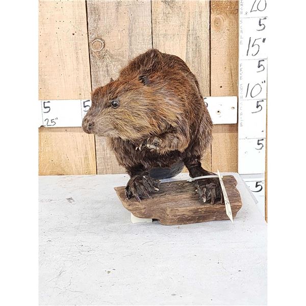 Beaver Full Body Taxidermy Mount