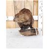 Image 1 : Beaver Full Body Taxidermy Mount