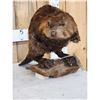 Image 2 : Beaver Full Body Taxidermy Mount