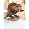Image 4 : Beaver Full Body Taxidermy Mount