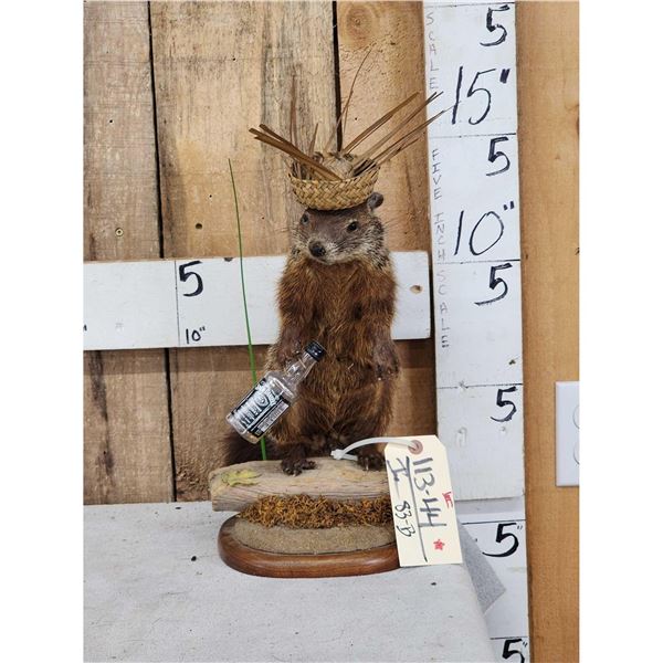 Partying Groundhog Taxidermy Mount
