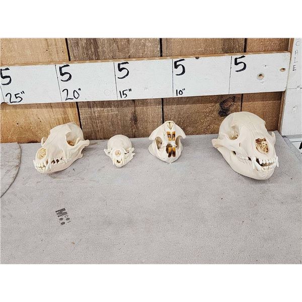Small Animal Skulls Lot Taxidermy
