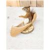Image 3 : Squirrel In A Birch Bark Canoe Taxidermy