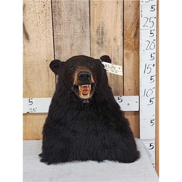 Black Bear Table Top Bust Taxidermy