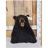 Image 1 : Black Bear Table Top Bust Taxidermy