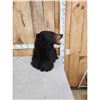 Image 3 : Black Bear Table Top Bust Taxidermy