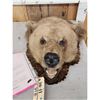 Image 2 : Vintage Grizzly Bear Head Taxidermy