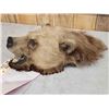 Image 4 : Vintage Grizzly Bear Head Taxidermy