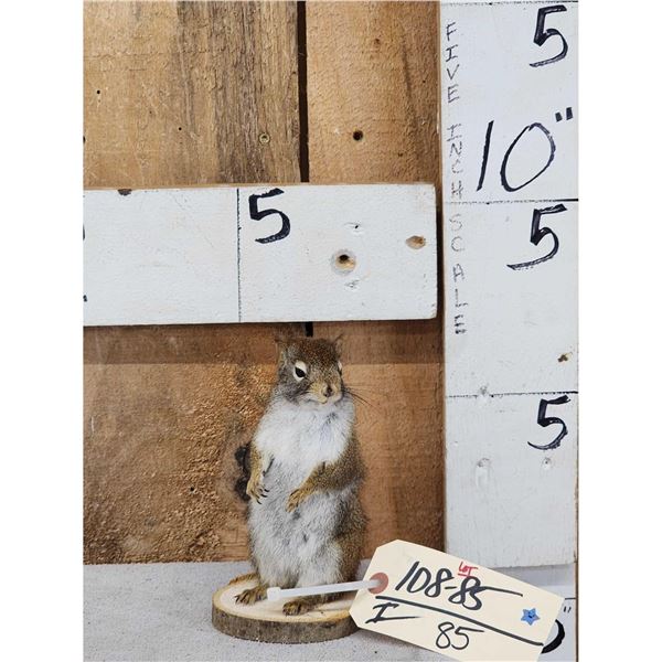 Pine Squirrel Full Body Taxidermy Mount