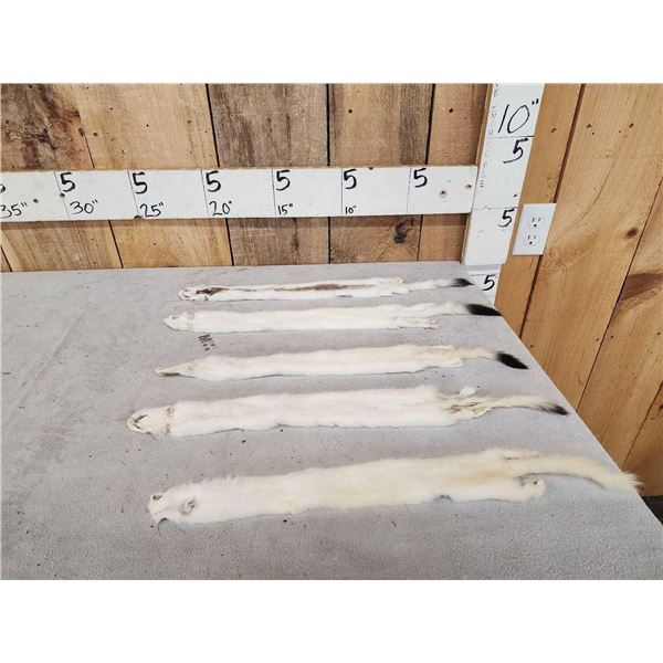5 Ermine Soft Tanned Furs Taxidermy