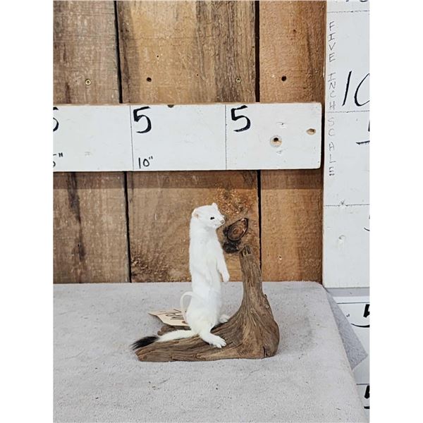 Weasel On Driftwood Taxidermy Mount