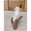 Image 3 : Weasel On Driftwood Taxidermy Mount